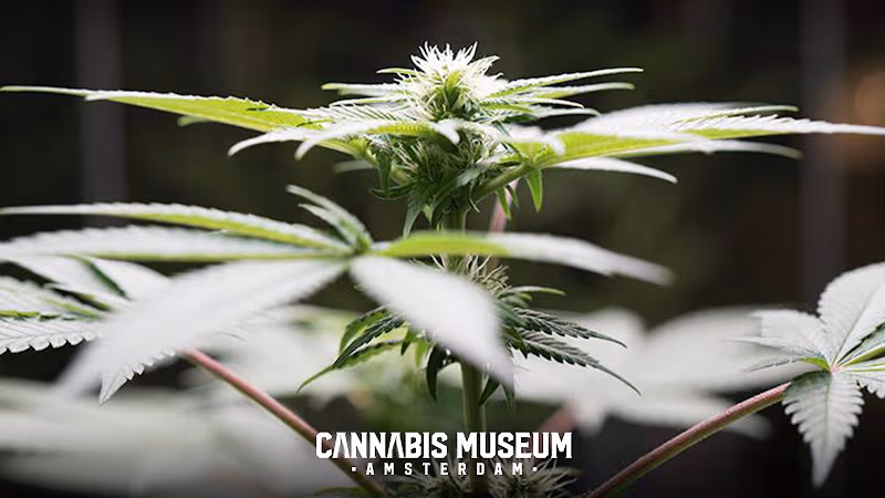 Cannabis Museum Amsterdam