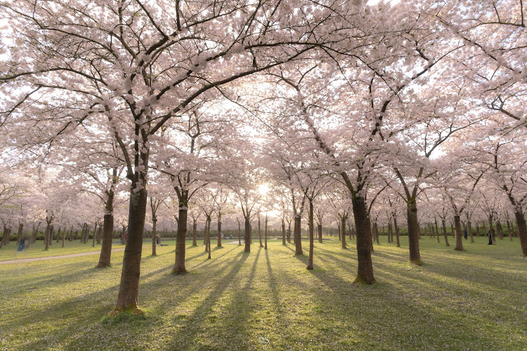 Bloesempark