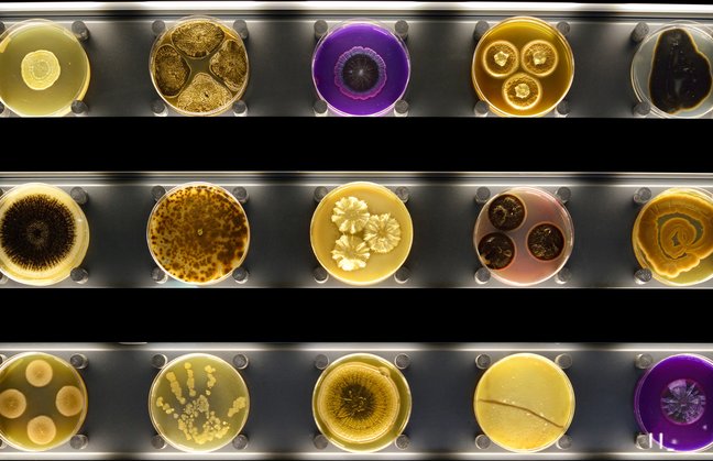 Micropia
