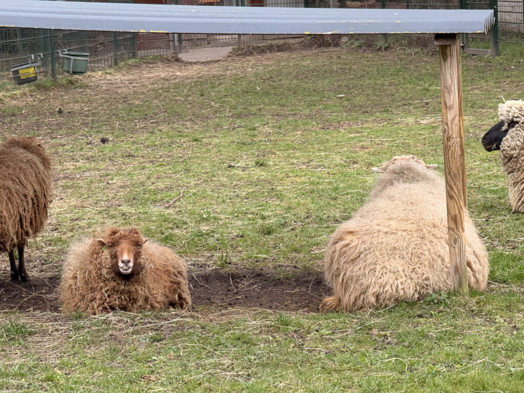 Sheeps at Stadsboerderij Zimmerhoeve