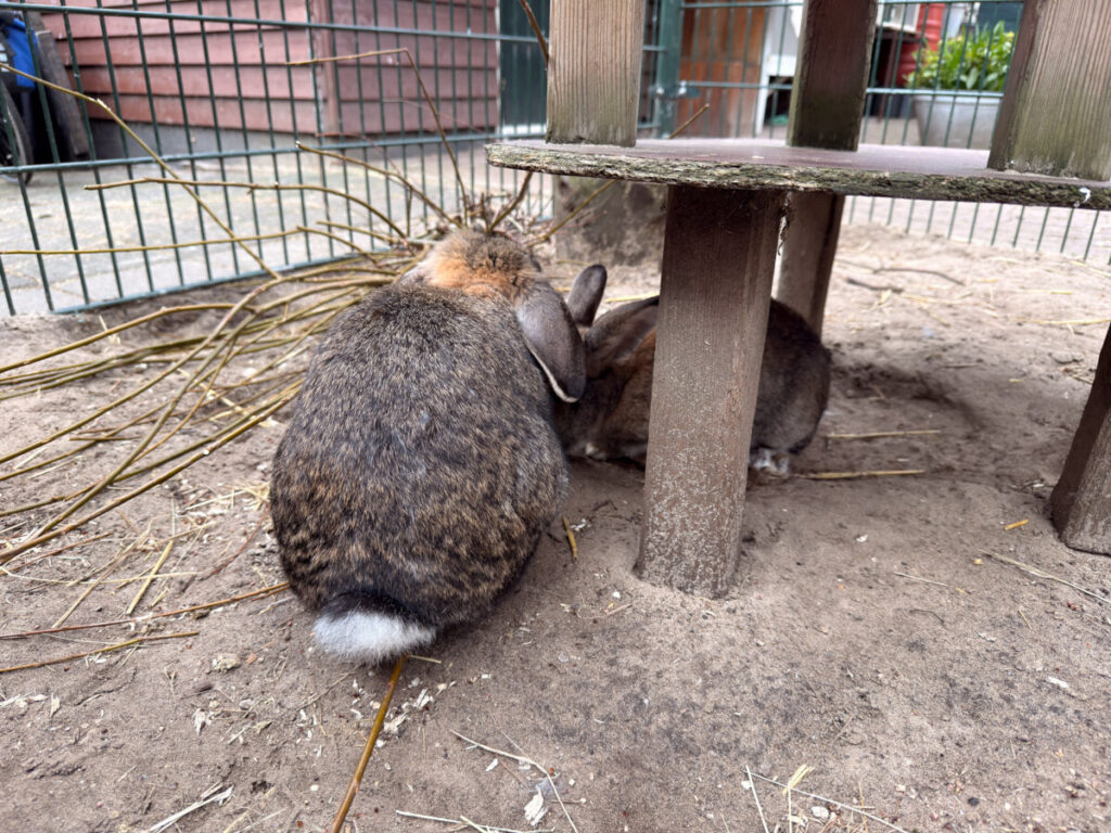 Bunnies at Stadsboerderij Zimmerhoeve, Amsterdam
