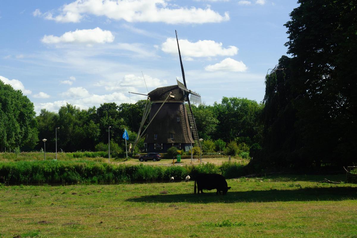 De Riekermolen (1636) 5 Traditional Dutch windmill with grazing sheep in Amstelpark, Amsterdam