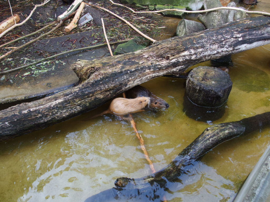 Amsterdam's Secret Wildlife: 12 Mind-Blowing Animal Encounters Hiding in Plain Sight 6 Two beavers swimming in a pond at Amsterdam Zoo