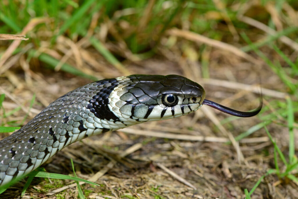 Amsterdam's Secret Wildlife: 12 Mind-Blowing Animal Encounters Hiding in Plain Sight 7 Close-up of a Barred Grass Snake, showcasing its distinctive markings and smooth scales against a natural background