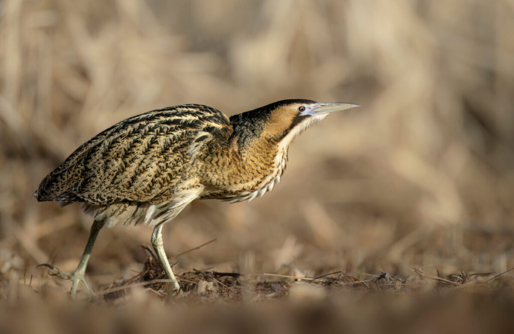 Amsterdam's Secret Wildlife: 12 Mind-Blowing Animal Encounters Hiding in Plain Sight 9 Close-up of a great bittern bird, showcasing its distinctive brown plumage and striking yellow eyes