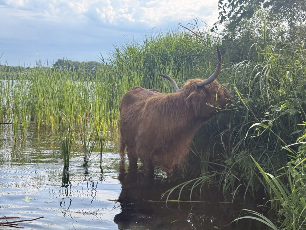Nieuw-West 9 Scottish Highland cattle wading along the water and reeds at De Oeverlanden park in Amsterdam Nieuw-West