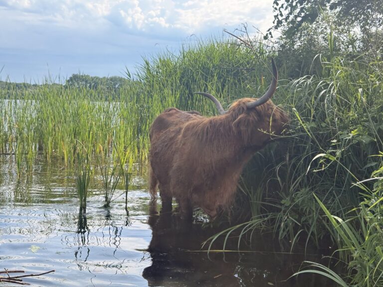 Scottish Highland cattle wading along the water and reeds at De Oeverlanden park in Amsterdam Nieuw-West