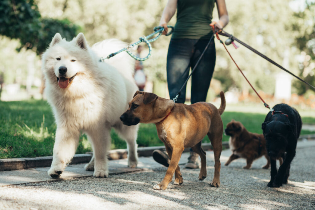 Volunteering in Amsterdam: Where to Lend a Hand 6 Dog walker with dogs walking outdoors