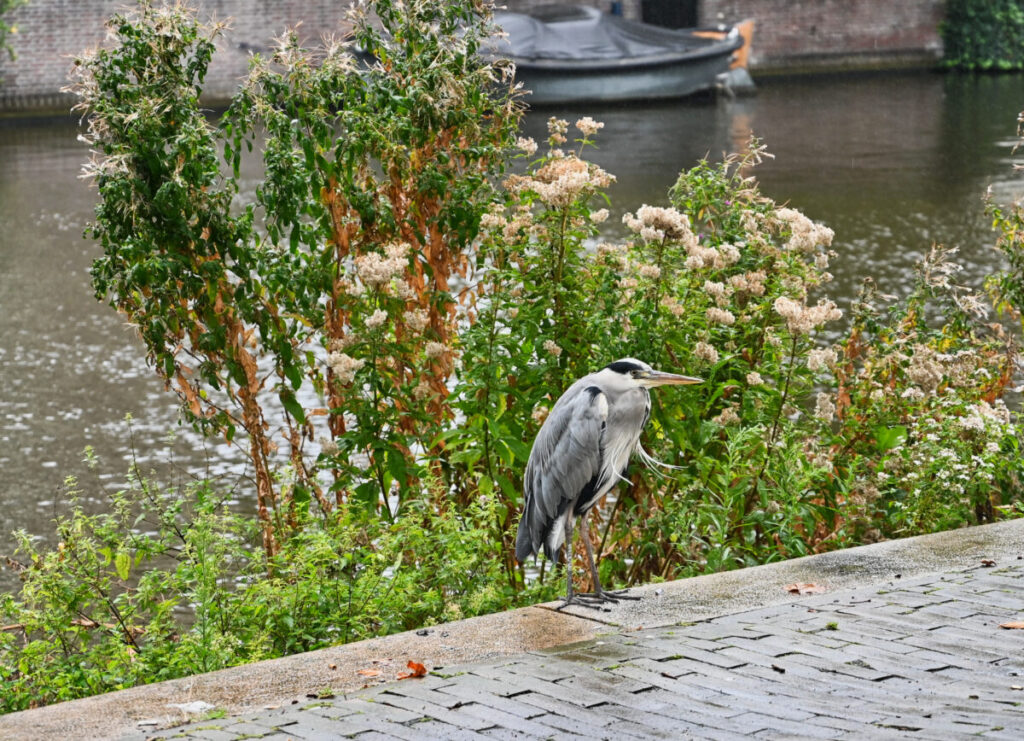 Amsterdam's Secret Wildlife: 12 Mind-Blowing Animal Encounters Hiding in Plain Sight 16 Grey heron standing among wildflowers by a canal, with a boat and Amsterdam's scenery in the background