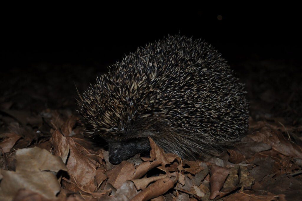 Amsterdam's Secret Wildlife: 12 Mind-Blowing Animal Encounters Hiding in Plain Sight 12
Hedgehog foraging in a grassy area of Amsterdam Zuidoost