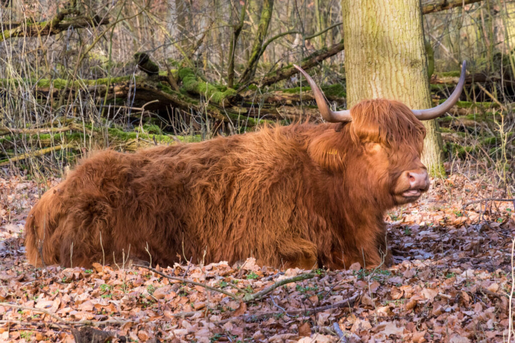 Amsterdam's Secret Wildlife: 12 Mind-Blowing Animal Encounters Hiding in Plain Sight 11 Golden Scottish Highland cow with big horns stands on forest soil in Amsterdam