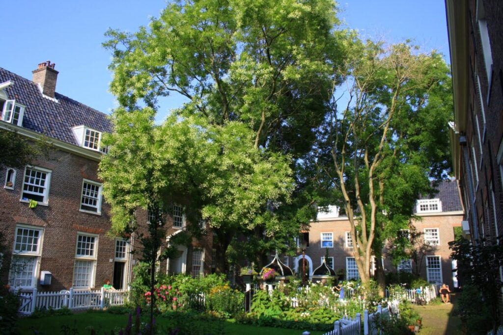 How to Find Hidden Hofjes in the Jordaan: Secret Courtyards & Local Tips 5 Large tree stands in the yard of Karthuizerhofje, Amsterdam, providing shade and greenery to the surroundings.