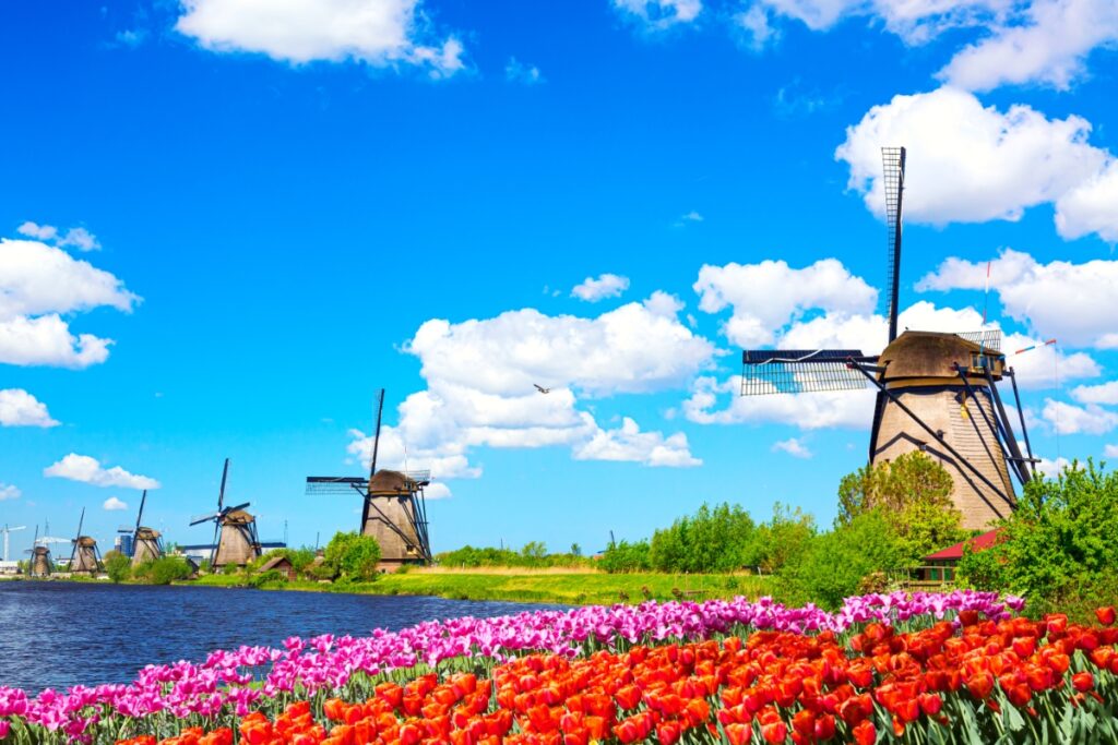 Kinderdijk vs Zaanse Schans Windmills: Which Dutch Icon Wins? 7 Scenic view of Kinderdijk, Netherlands, showcasing windmills surrounded by blooming tulip fields in spring.