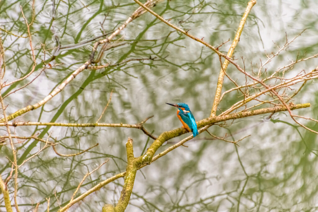 Amsterdam's Secret Wildlife: 12 Mind-Blowing Animal Encounters Hiding in Plain Sight 2 Colorful kingfisher sitting on a branch above the water in Amsterdam, surrounded by lush greenery