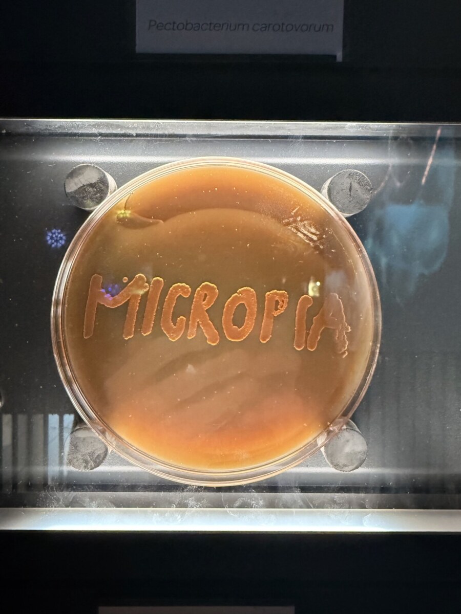 Petri dish with bacterial culture of Pectobacterium carotovorum spelling out the word Micropia