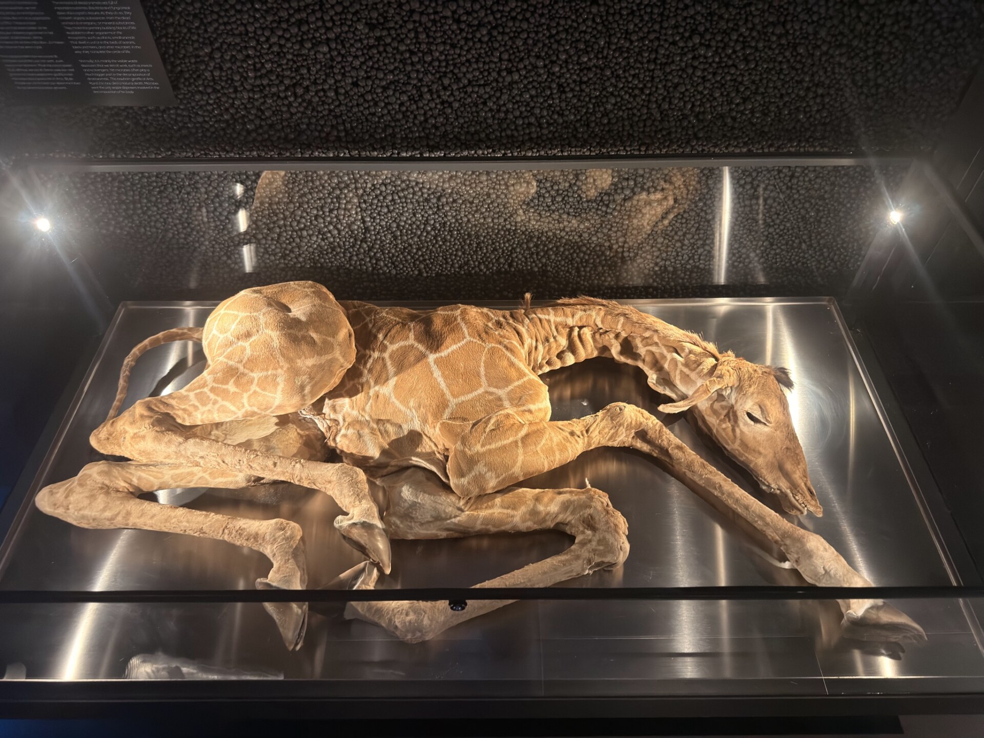 Preserved baby giraffe exhibit in glass case at Micropia demonstrating natural decomposition and microbes