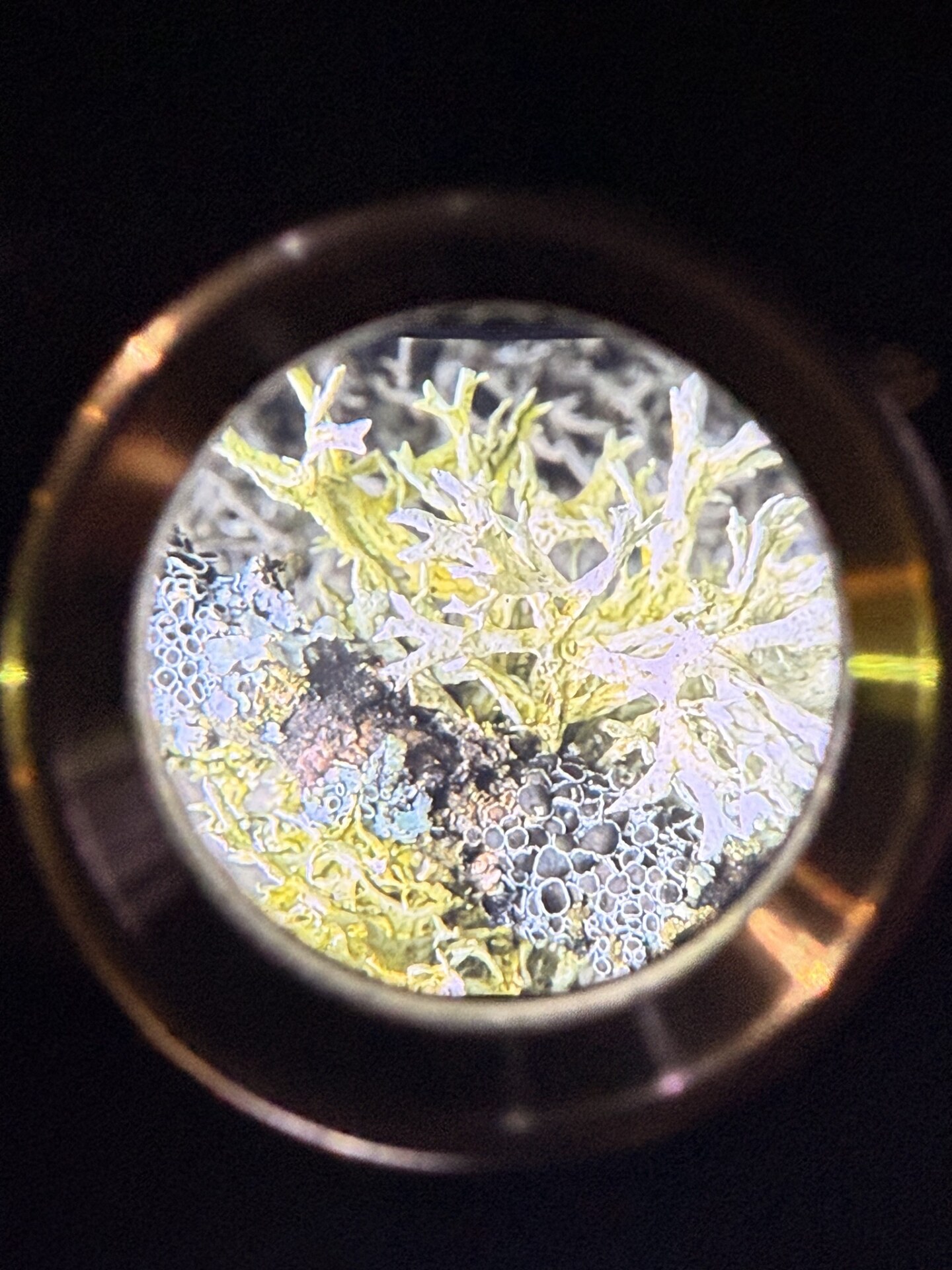 Microscope view of living lichen and fungal structures displayed through an ocular lens at Micropia