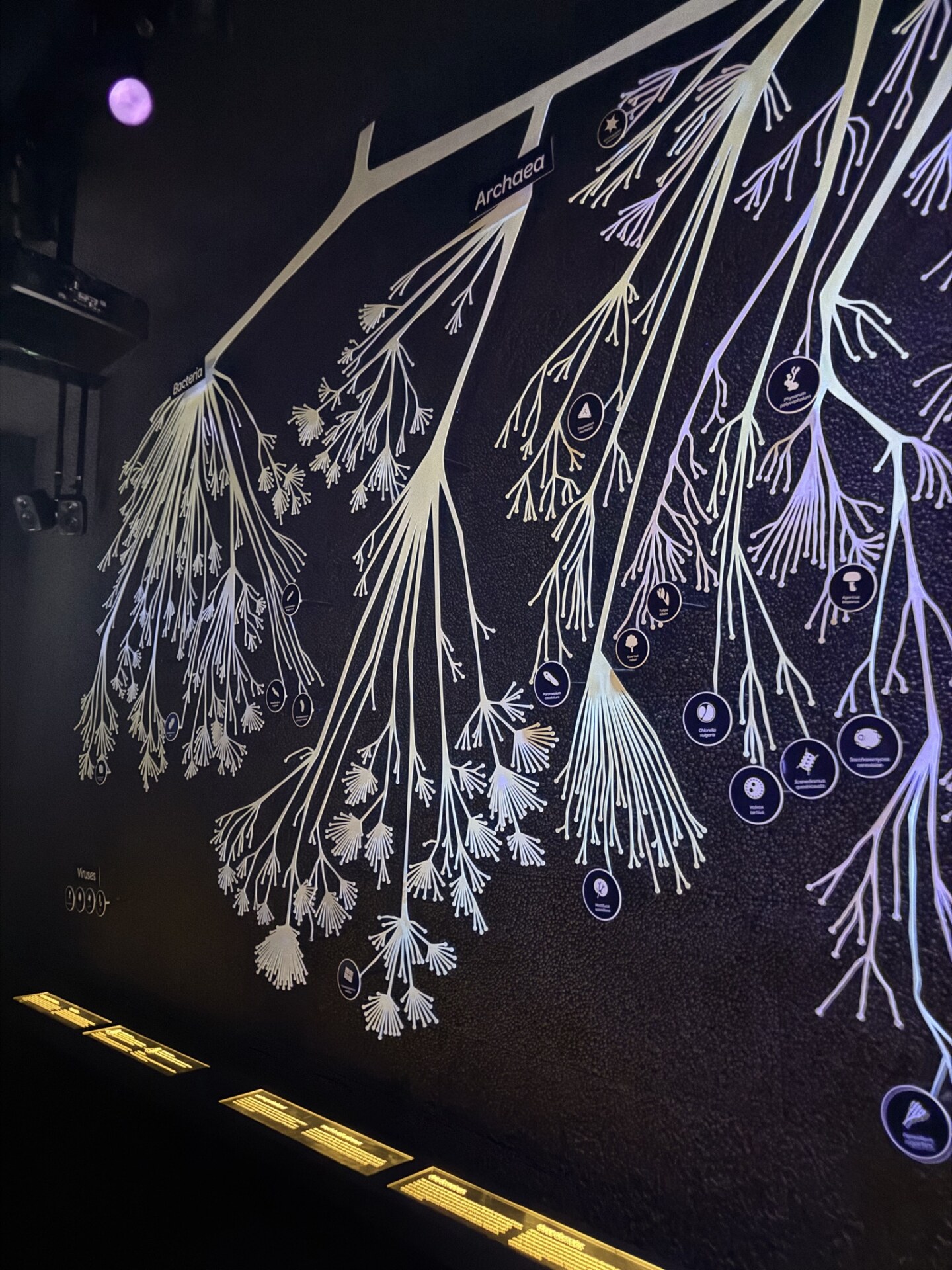 Illuminated Tree of Life phylogenetic tree wall exhibit at Micropia showing Bacteria Archaea and Eukaryota