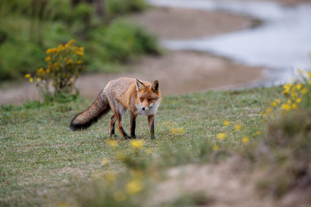 Amsterdam's Secret Wildlife: 12 Mind-Blowing Animal Encounters Hiding in Plain Sight 4 Red fox roams the sandy dunes in the Amsterdam water supply area, near the village of Zandvoort