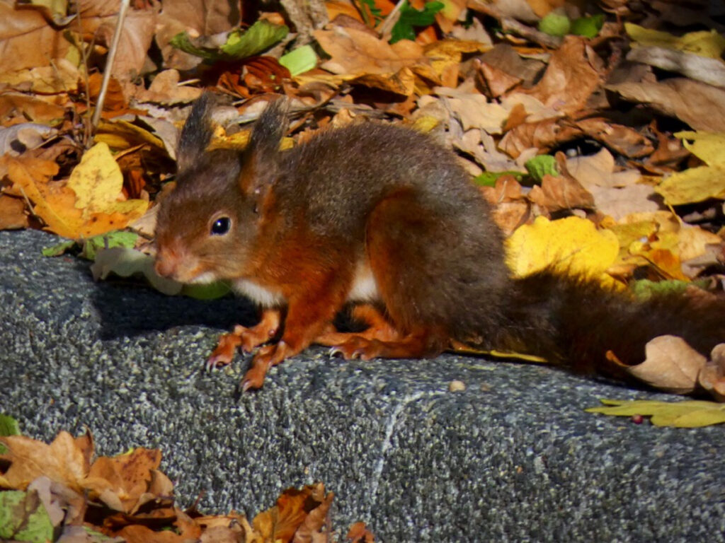 Amsterdam's Secret Wildlife: 12 Mind-Blowing Animal Encounters Hiding in Plain Sight 10 Red squirrel sits on a stone ledge, surrounded by colorful fallen leaves in Amsterdam