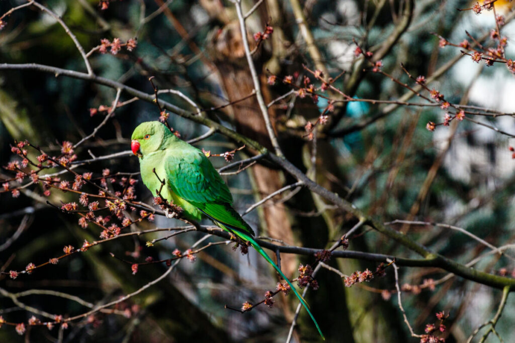 Amsterdam's Secret Wildlife: 12 Mind-Blowing Animal Encounters Hiding in Plain Sight 5 Green rose-ringed parakeet resting on a tree branch, surrounded by Spring blooms in Amsterdam, The Netherlands