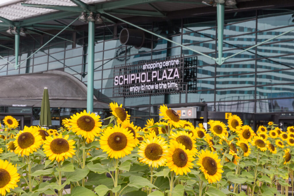 Amsterdam Airport Train vs Taxi: Which Is Better in 2026? 26 Sunflowers blooming in front of a shopping center at Amsterdam Airport, adding color to the bustling travel environment.