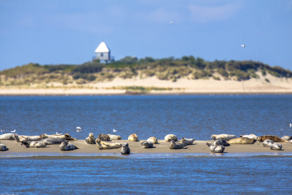 Amsterdam's Secret Wildlife: 12 Mind-Blowing Animal Encounters Hiding in Plain Sight 8 Seals resting on a sandbank in the Wadden Sea, surrounded by calm waters and a clear blue sky