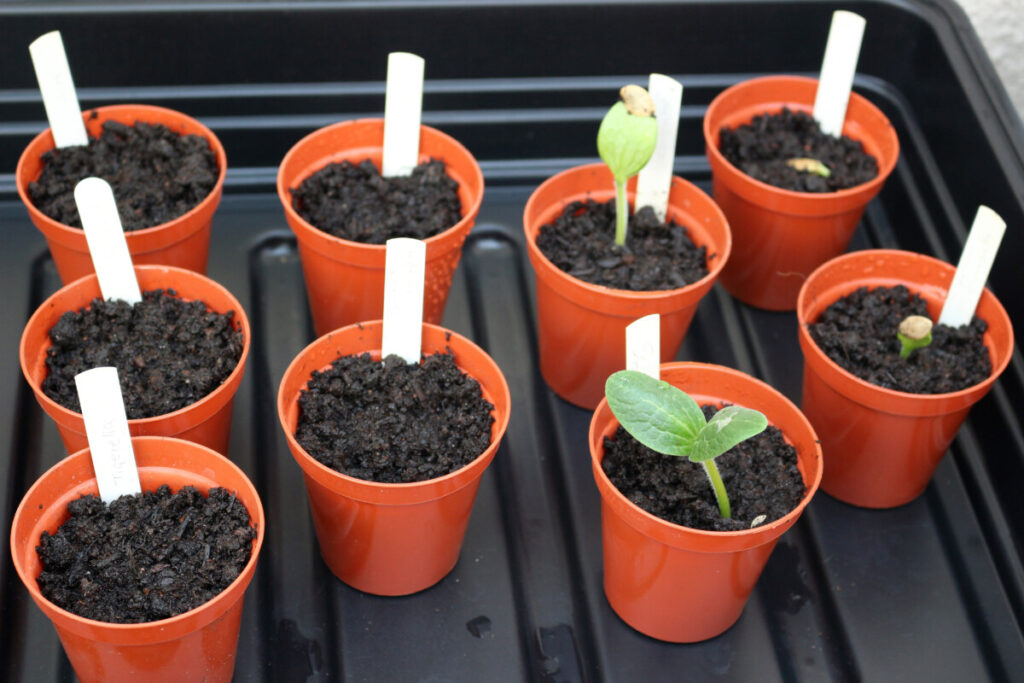 The Art of the Amsterdam Boomspiegel: Urban Gardening with a Dutch Twist 4 Small flower pots arranged in a propagator tray, showcasing seedlings at various stages of growth