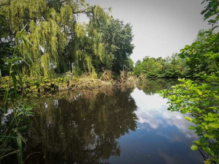 Serene lush pond in Westerpark, Amsterdam, surrounded by green foliage and tranquil waters