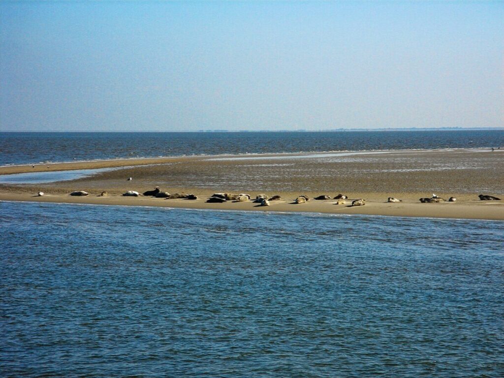 Walking the Netherlands' New Long-Distance Salt Path: A Journey Through Nature and Culture 6 Seals and the panoramic view of Texel, Wadden Sea