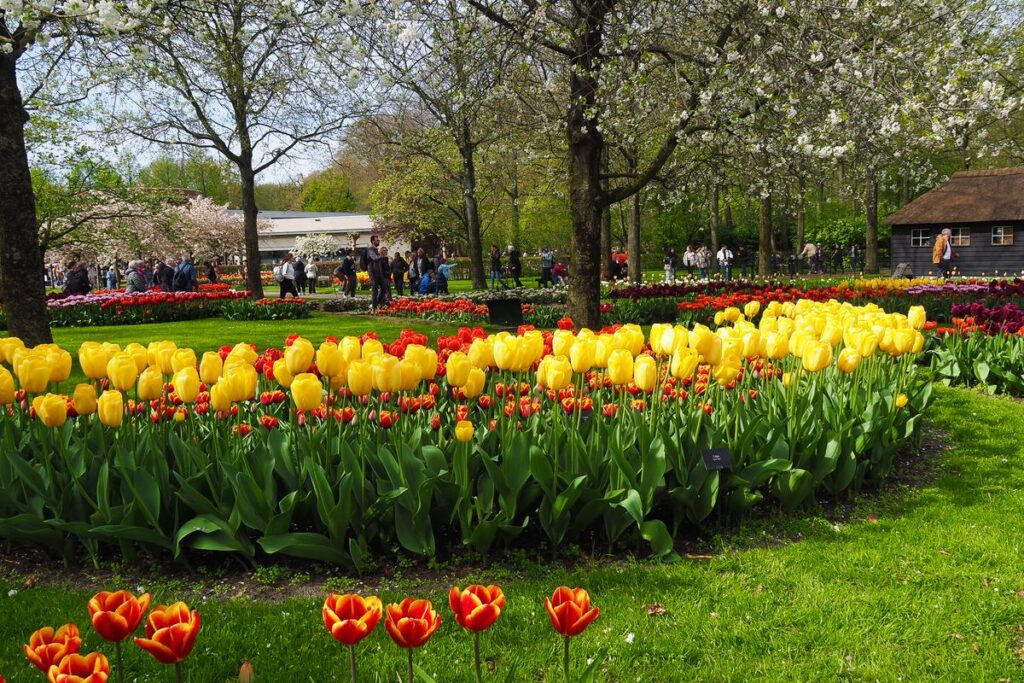 Vibrant and colorful tulip flowers blooming at Keukenhof Gardens in Netherlands
