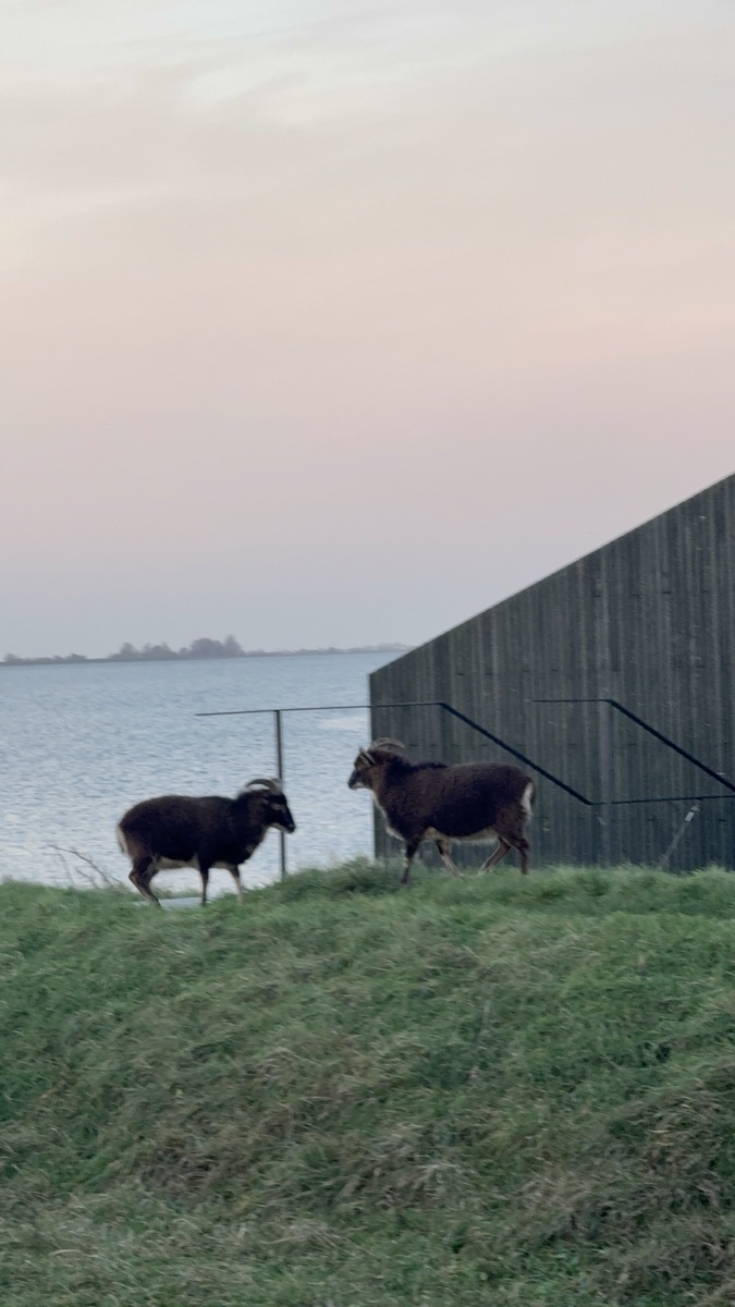 Vuurtoreneiland 16 Two horned mouflon sheep on the green grass embankment against the IJmeer water