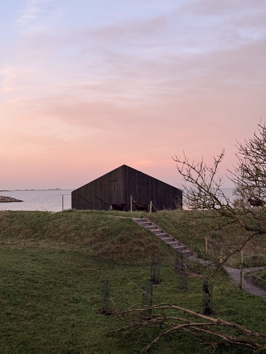 Vuurtoreneiland 24 Dark timber barn on a grassy ridge beside the sea with horned sheep grazing at sunset