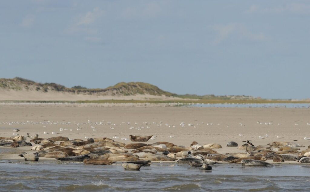 Walking the Netherlands' New Long-Distance Salt Path: A Journey Through Nature and Culture 2 Seals relaxing at an island at the Wadden Se in Netherlands