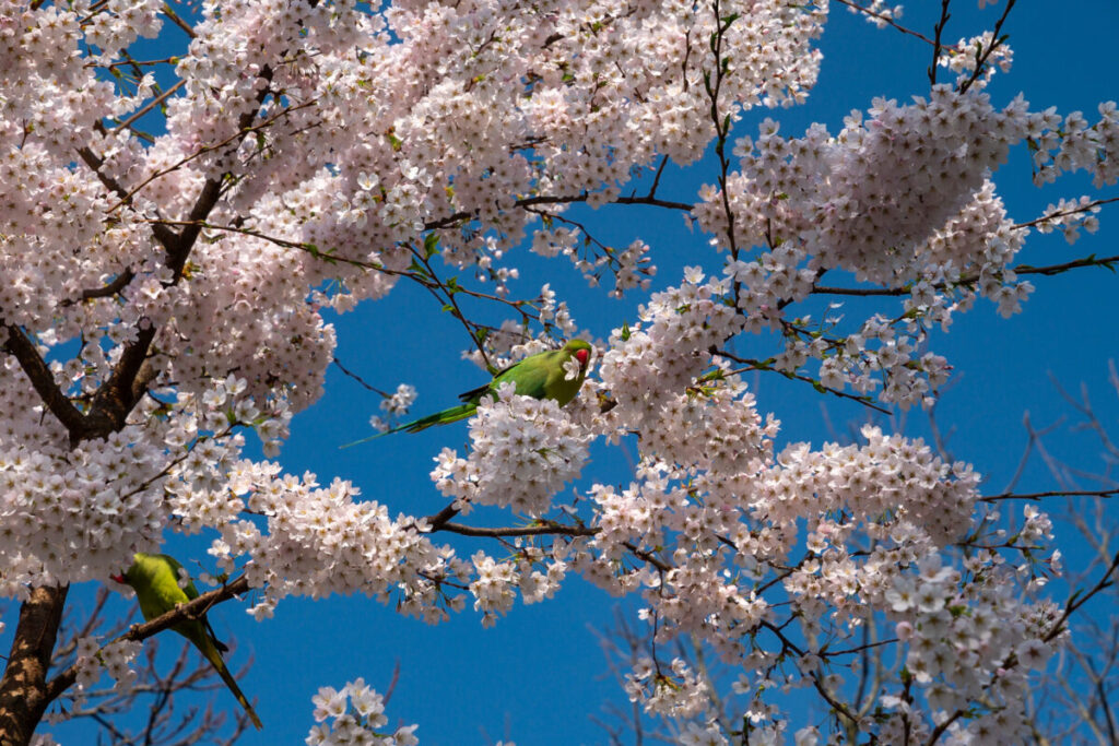 Amsterdam's Secret Wildlife: 12 Mind-Blowing Animal Encounters Hiding in Plain Sight 15 Colorful parakeets perched among pink cherry blossoms in Westerpark, Amsterdam, creating a colourful spring scene