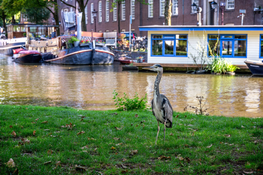 Amsterdam's Secret Wildlife: 12 Mind-Blowing Animal Encounters Hiding in Plain Sight 3 Wild grey heron standing on the canal bank in Amsterdam, surrounded by water and greenery